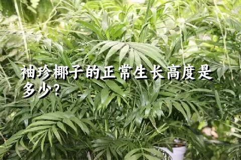 袖珍椰子的正常生长高度是多少？