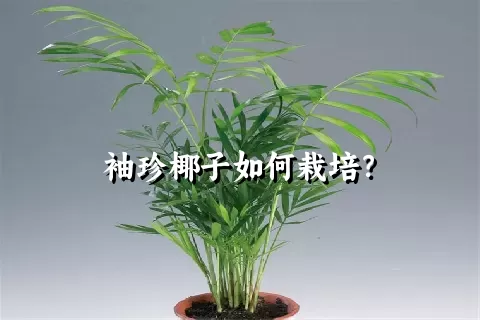 袖珍椰子如何栽培？