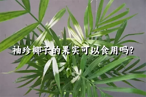 袖珍椰子的果实可以食用吗？