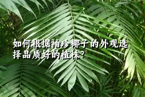 如何根据袖珍椰子的外观选择品质好的植株？