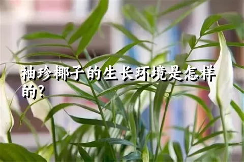 袖珍椰子的生长环境是怎样的？