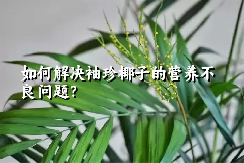 如何解决袖珍椰子的营养不良问题？