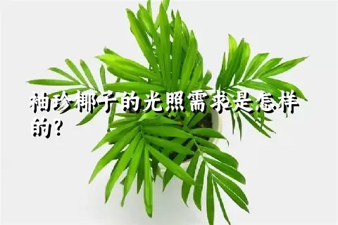 袖珍椰子的光照需求是怎样的？