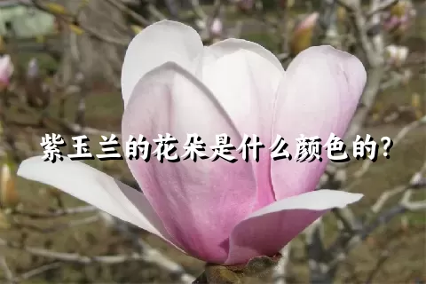 紫玉兰的花朵是什么颜色的？