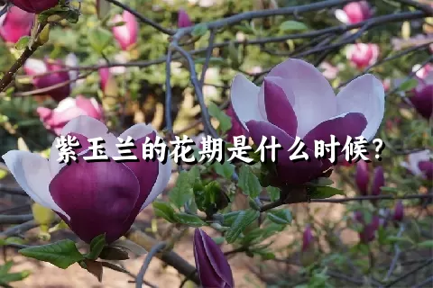 紫玉兰的花期是什么时候？