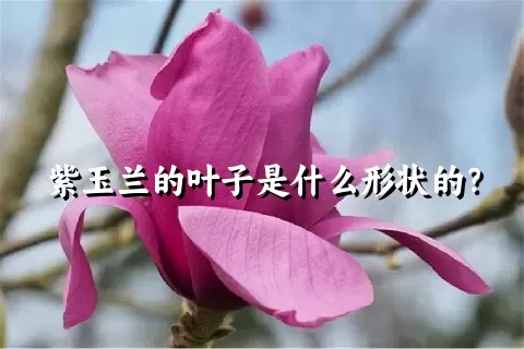 紫玉兰的叶子是什么形状的？