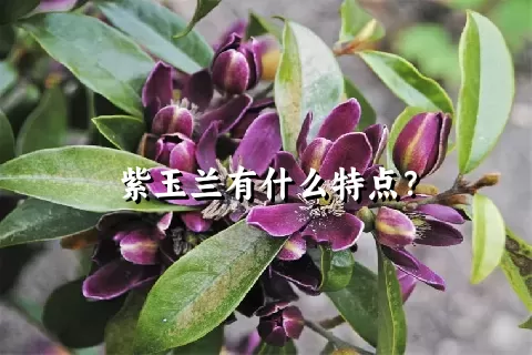 紫玉兰有什么特点？