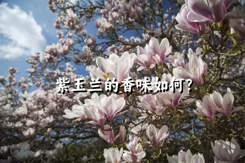 紫玉兰的香味如何？