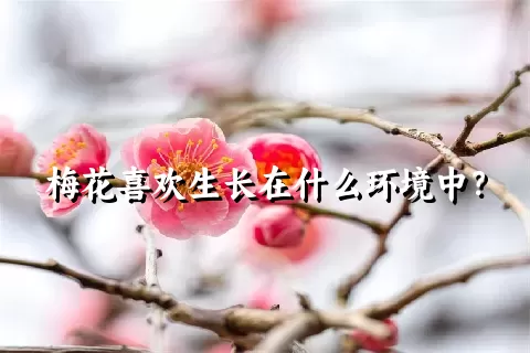 梅花喜欢生长在什么环境中？