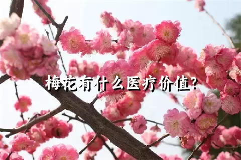 梅花有什么医疗价值？