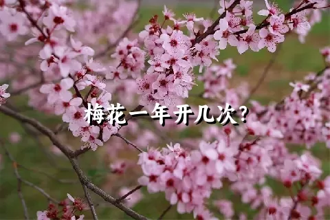 梅花一年开几次？