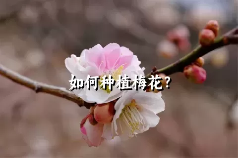 如何种植梅花？