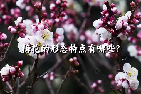 梅花的形态特点有哪些？