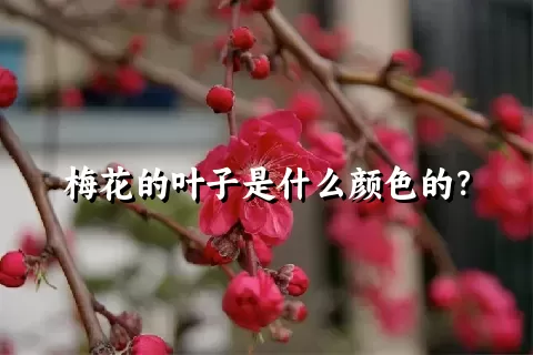 梅花的叶子是什么颜色的？