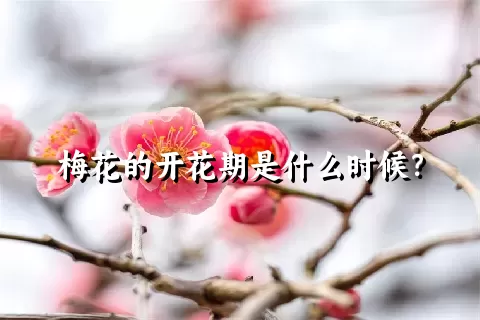 梅花的开花期是什么时候？