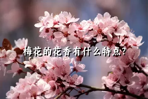 梅花的花香有什么特点？