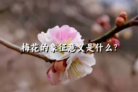 梅花的象征意义是什么？