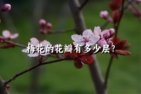 梅花的花瓣有多少层？