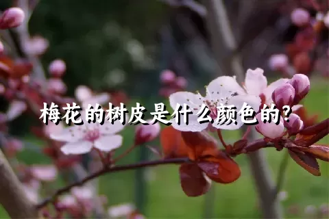 梅花的树皮是什么颜色的？