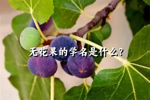 无花果的学名是什么？