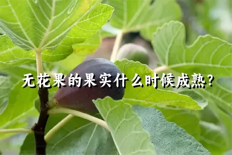 无花果的果实什么时候成熟？