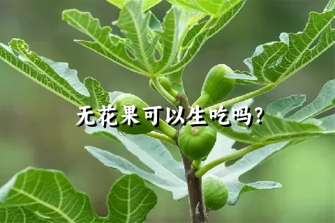 无花果可以生吃吗？