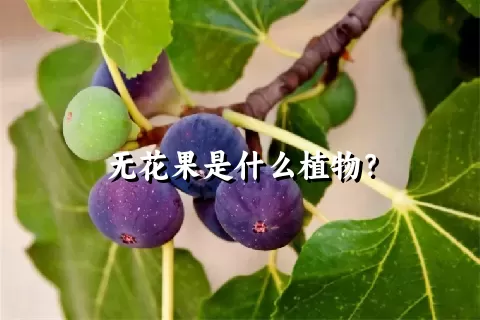 无花果是什么植物？