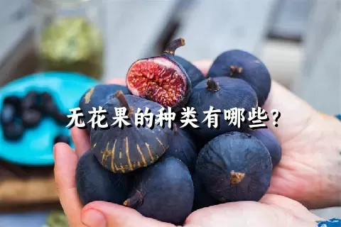 无花果的种类有哪些？