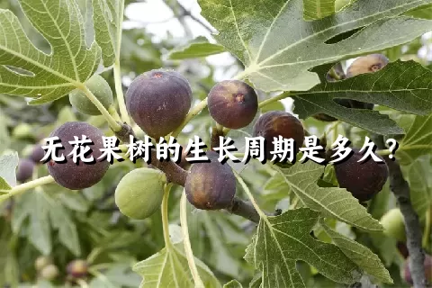 无花果树的生长周期是多久？