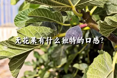 无花果有什么独特的口感？