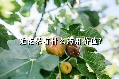 无花果有什么药用价值？