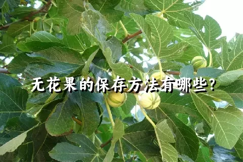 无花果的保存方法有哪些？