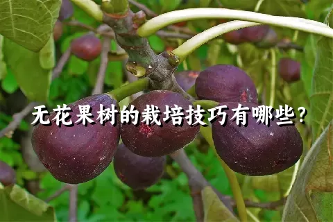 无花果树的栽培技巧有哪些？