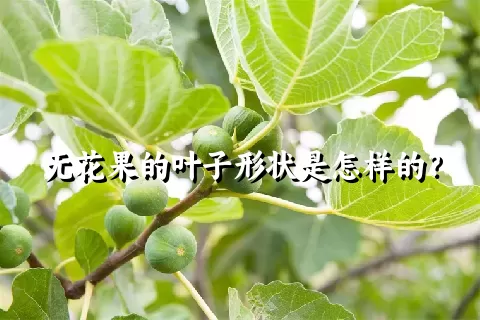 无花果的叶子形状是怎样的？