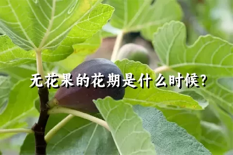 无花果的花期是什么时候？