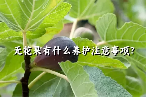 无花果有什么养护注意事项？