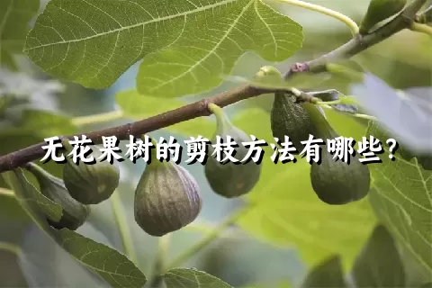 无花果树的剪枝方法有哪些？