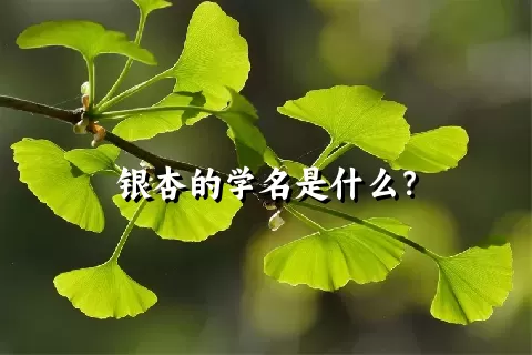 银杏的学名是什么？