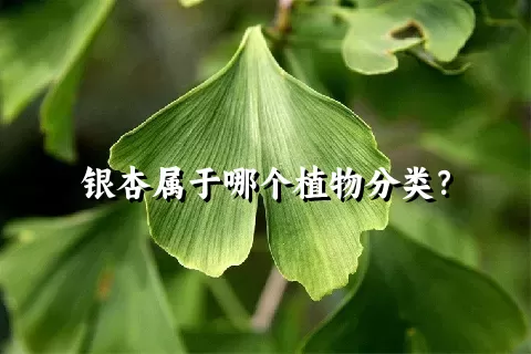 银杏属于哪个植物分类？