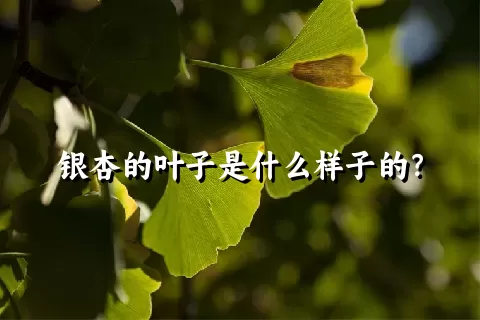 银杏的叶子是什么样子的？