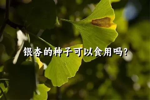 银杏的种子可以食用吗？