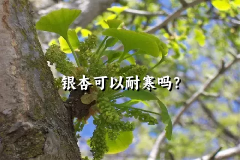 银杏可以耐寒吗？