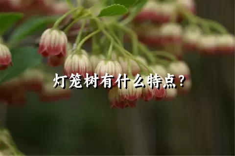 灯笼树有什么特点？