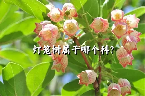 灯笼树属于哪个科？