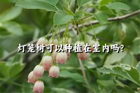 灯笼树可以种植在室内吗？