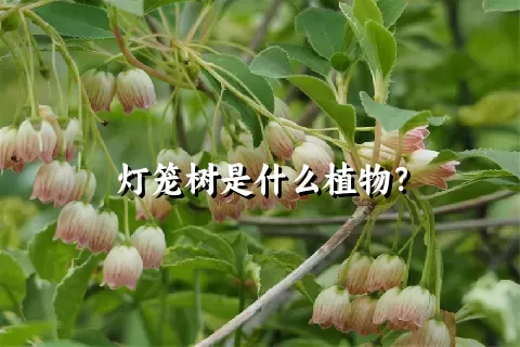 灯笼树是什么植物？