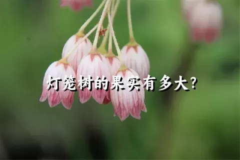 灯笼树的果实有多大？