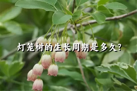 灯笼树的生长周期是多久？