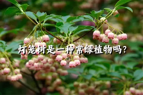 灯笼树是一种常绿植物吗？