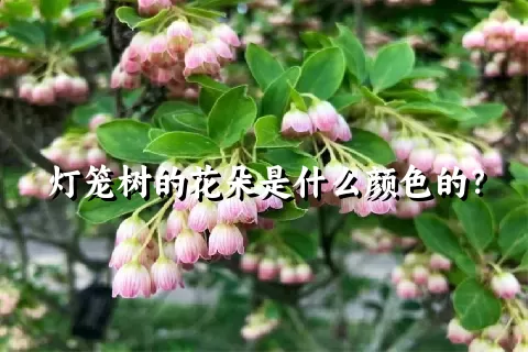 灯笼树的花朵是什么颜色的？